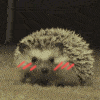 85B6E96DE8060C8805E563D5AF694176.gif